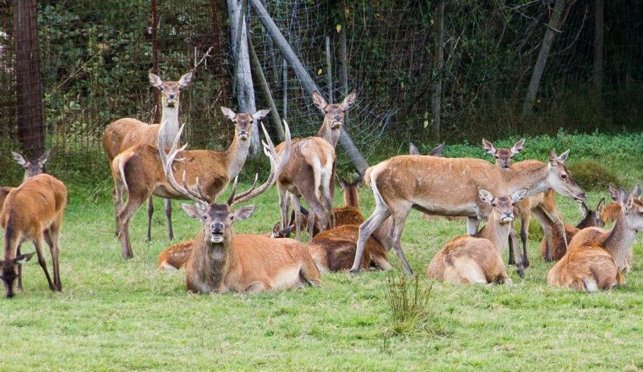 Gite Du Cerf Birkenwald Dış mekan fotoğraf