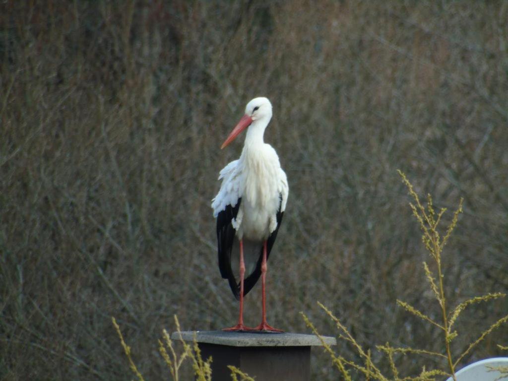 Gite Du Cerf Birkenwald Dış mekan fotoğraf