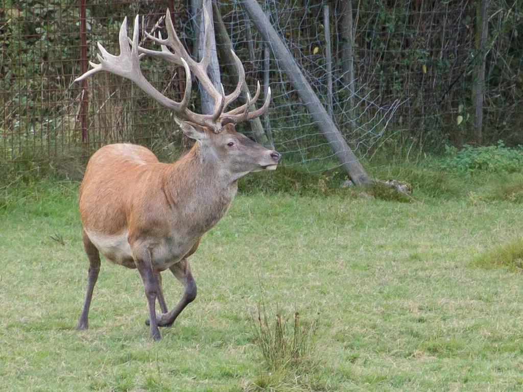 Gite Du Cerf Birkenwald Dış mekan fotoğraf