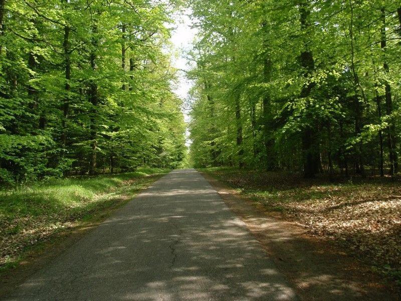 Gite Du Cerf Birkenwald Dış mekan fotoğraf