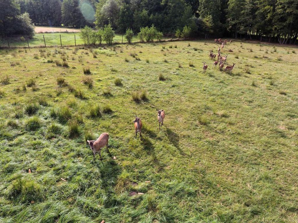 Gite Du Cerf Birkenwald Dış mekan fotoğraf